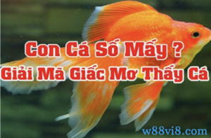 nằm mơ thấy cá đánh con gì