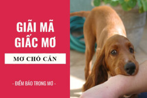 mơ chó cắn